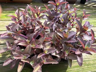 Tradescantia Pale Puma Wandering Plant In 6" Pot