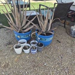 Aloe and Hand Painted Pots