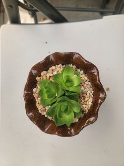 Hawortia with pot