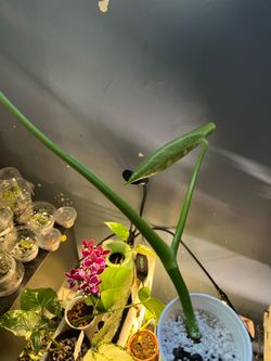 Monstera Deliciosa Cutting