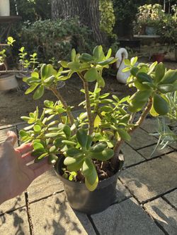 Succulent plant