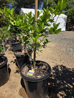 $135 Bearss Lime Tree 🍋🟩 15-gallon
