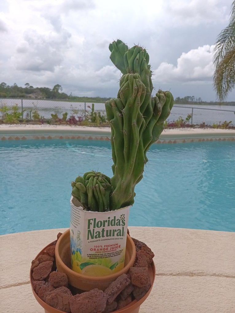 14" Rooted Monstrose Peruvian Apple Cactus $40 - Ship Bareroot $10