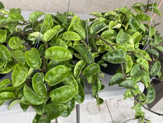 Hoyas Plants