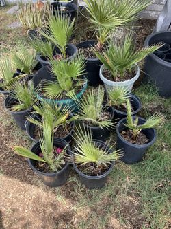 Mexican Fan Palms 
