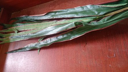 New silk plant 18 inches long