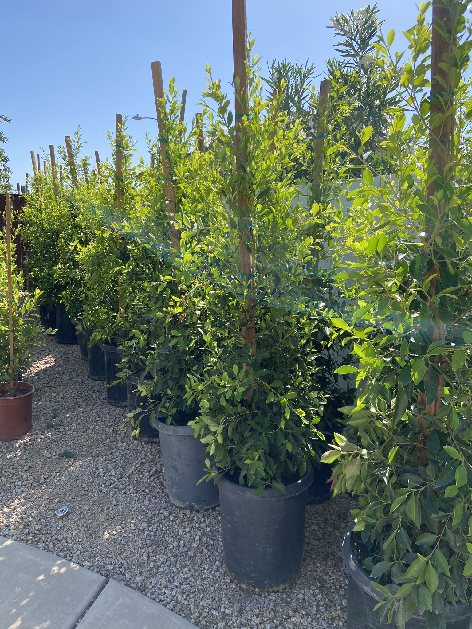 15 Gal Ficus Trees