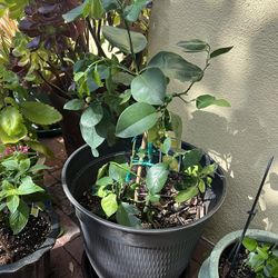 Pomelo Grapefruit Citrus Tree In Decorative Plastic Planter , semi Dwarf