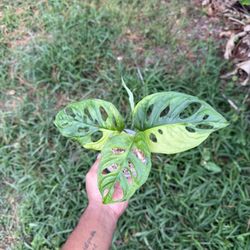 Monstera Adansonii Aurea Variegated Plant 