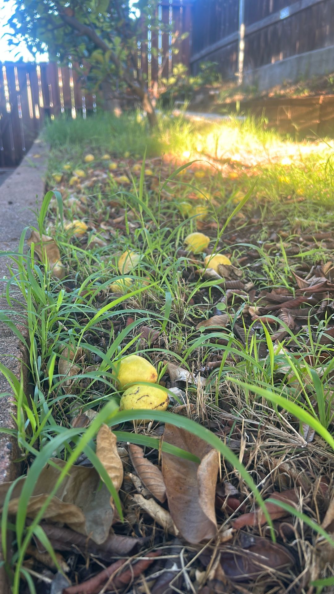 Organic Homegrown Guavas