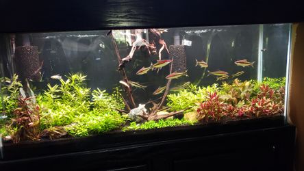 AQUARIUM PLANTS FOR SALE🌱