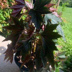 Begonia hanging basket, large decorative planter, aloe Vera plants, blueberry plant