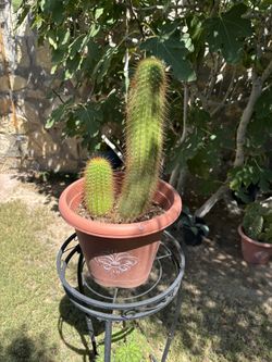 Torch Cactus