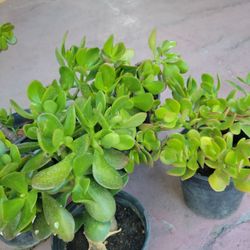 Jade Plants In A Gal PotOnly $5 Each