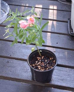 Snapdragon - Free