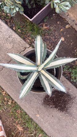 Succulent