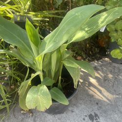Canna Plant $10