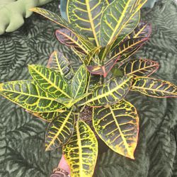 Croton Petra Tropical Plant 6" Pot