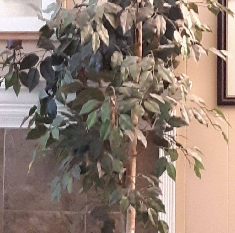 Faux 6’ Ficus Tree - 2 available