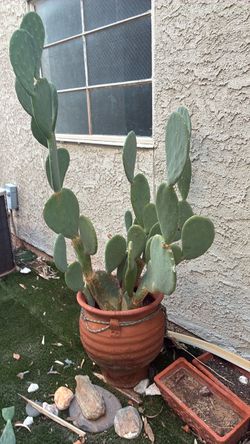 🌵 Cactus