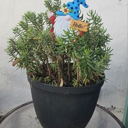 ENTIRE POTTED PLANT of SUCCULENTS