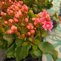 Small kolanchoe plants pink 2 for $5
