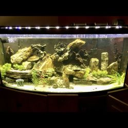 55 Gallon Bow Front Fish Tank Setup W/ Stand & Light ..More …