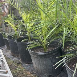 Canary Palm Tree