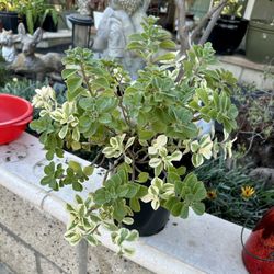 Mike’s Fuzzy Wuzzy Succulent 