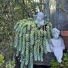 OC Succulent Plants & Stuff
