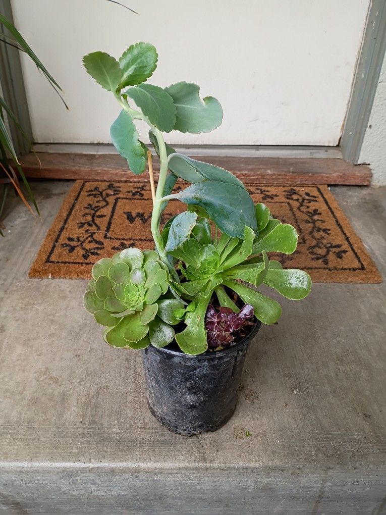 Succulents