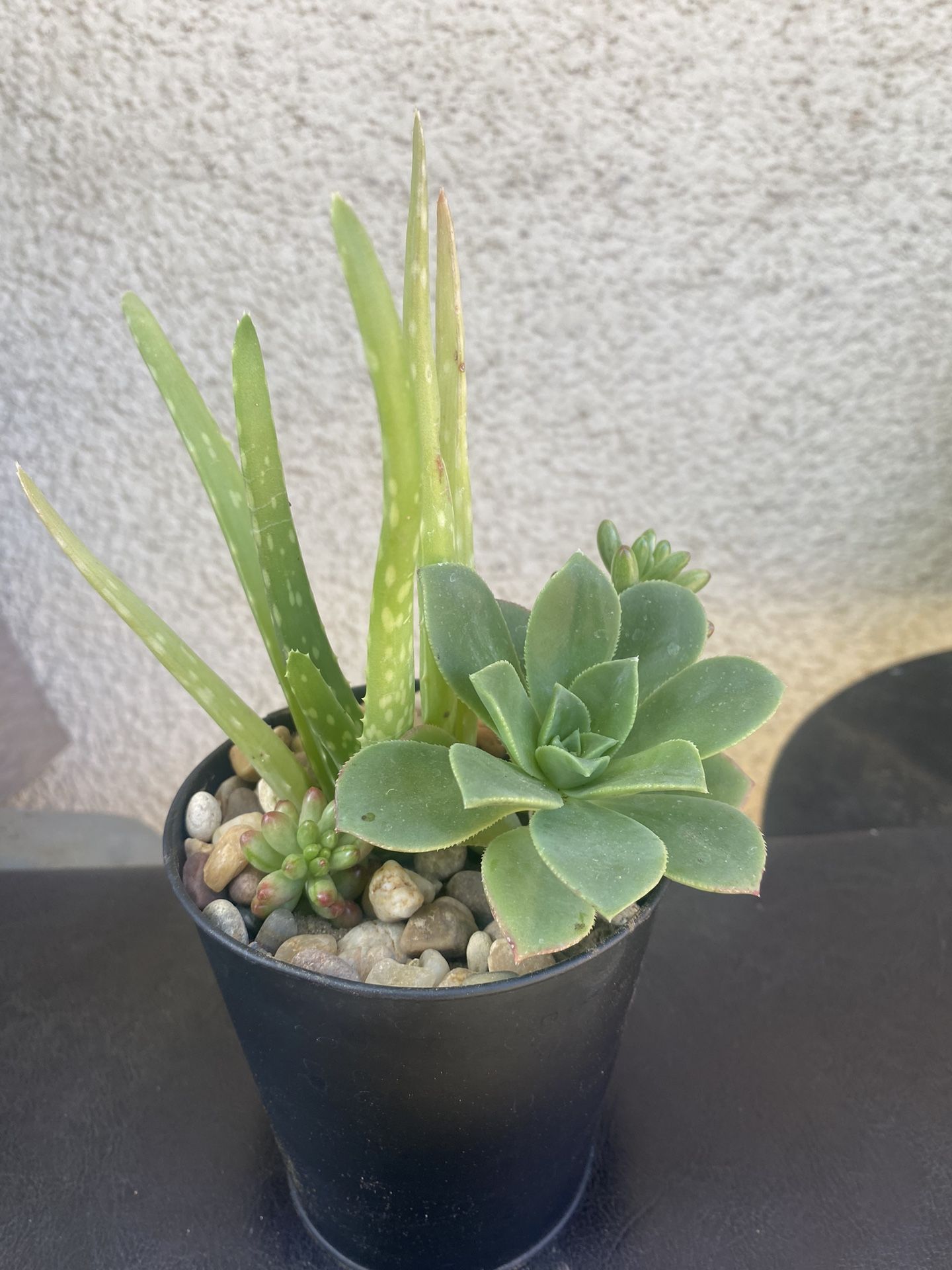 Succulents Plant 
