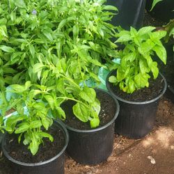 Basil Plants 