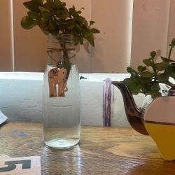 water plant thriving