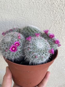 Blooming Cactus Plant, In 6 Inch Pot Pick Up Only