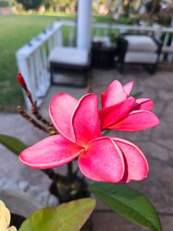 5 gallons Plumerias