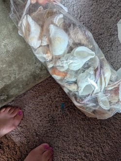 Shells
