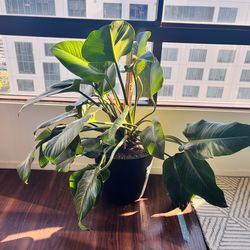 Mature Philodendron Congo green in 14" plastic pot