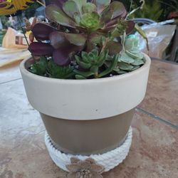 Super Cute Ceramic Pot Beautiful Succulents 🎁🌵