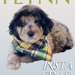 GoldenDoodle Magazine