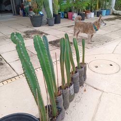 Seed Grown Peruvian Apple Cactus Rooted In Pot -Various Sizes, Prices
