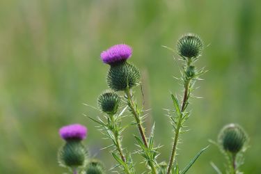 Milk Thistle Plant