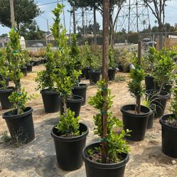 Ficus Plants