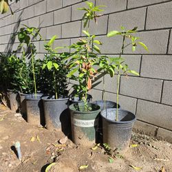 Hass Avocado Trees $5