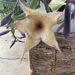 Yelow Giant Staphelia  $10