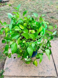Golden photos plant