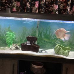 120 Gallon Tank .  6 Feet Aquarium for Sale With Stand & Blood Parrot Fish. Negotiable 
