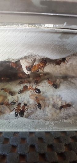 Ant Colonies And Queens For Sale