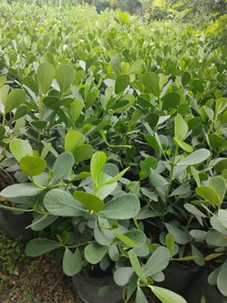 Clusia Hedges 3ft $13