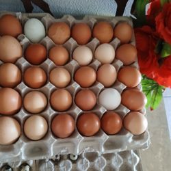 Huevos Frescos/ Farm Fresh Eggs